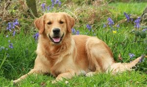Brown Golden Retriever Dog best dog for kids