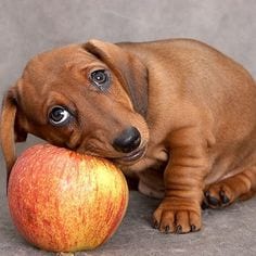 Cinnamon Apple Doggie Drops