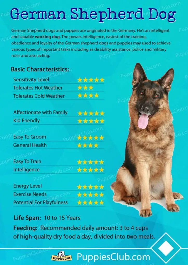 German Shepherd dog breed characteristics