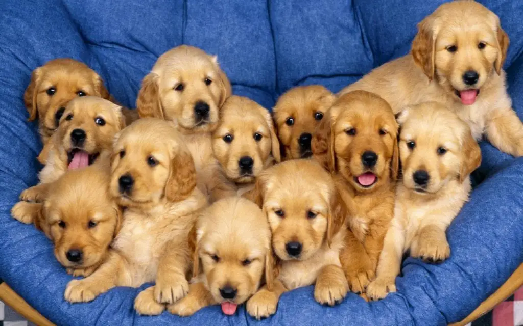 Cute Golden Retriever Dogs