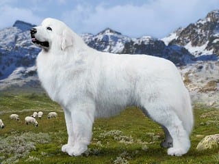 Great Pyrenees largest dog breeds