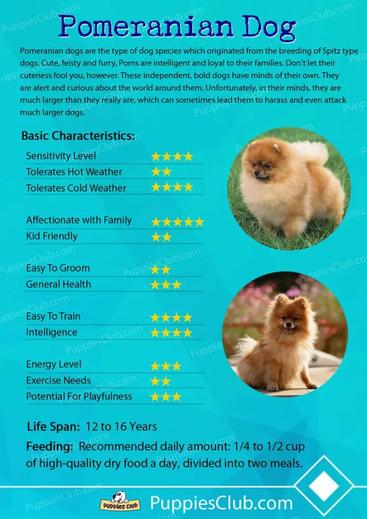 Pomeranian dog breed characteristics