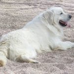 White Golden Retriever Dog