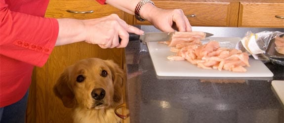 food-allergies-in-dogs