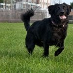 Black Golden Retriever Dog