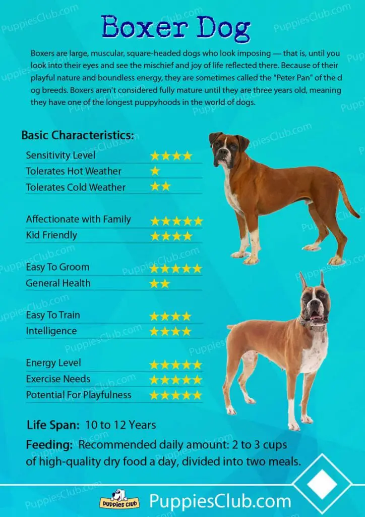 boxer dog breed characteristics