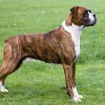 Brown Boxer Dog