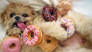 Doggie Donuts
