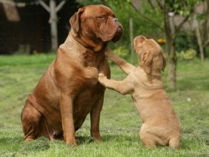 Dogue De Bordeaux best dog breeds for kids