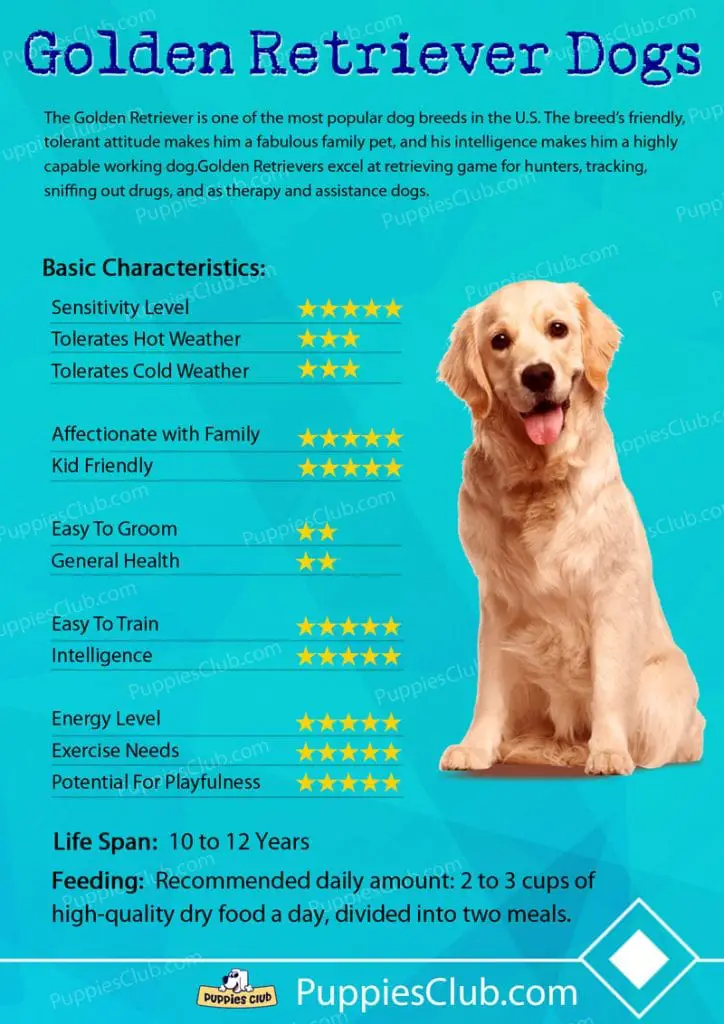 golden retriever dog breed characteristics