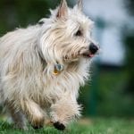 Cairn Terrier Dogs
