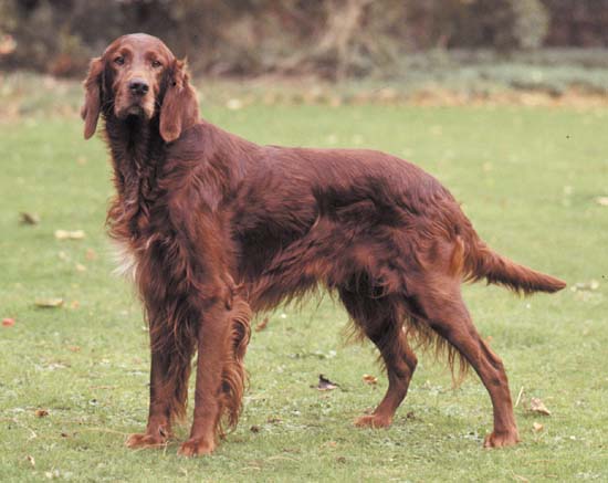 Hunting Dog Breeds Irish Setter