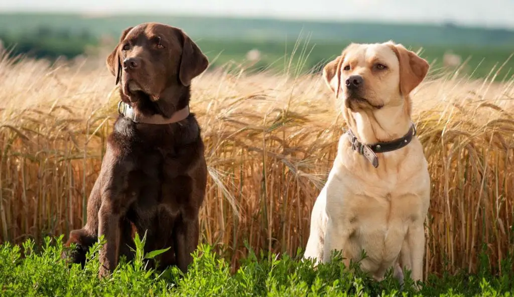 Labrador Retriever Dogs Best Dog Breeds for Kids
