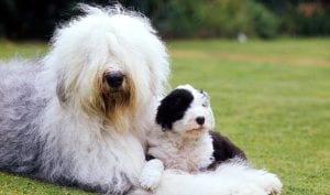 Old English sheepdog best dog breeds for kids