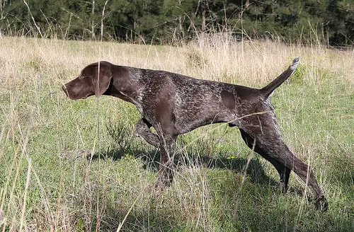 Hunting Dog Breeds