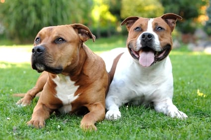 American Staffordshire terriers Best dog bredds for Kids