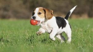 Beagle best dog breeds for kids