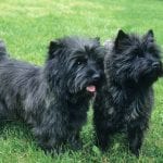 Cairn Terrier Dogs