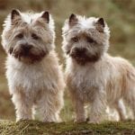 Cairn Terrier Dogs Colors