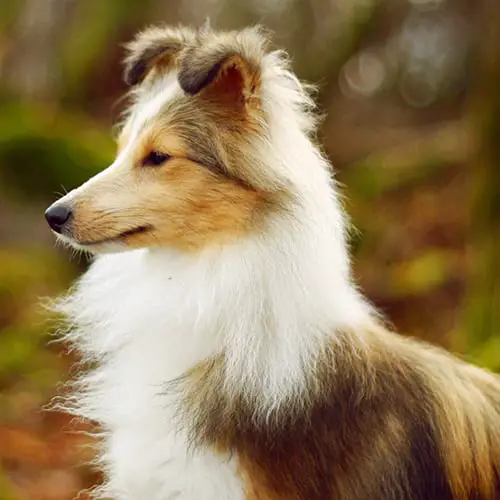 shetland-sheepdog-smartest-dog-breed