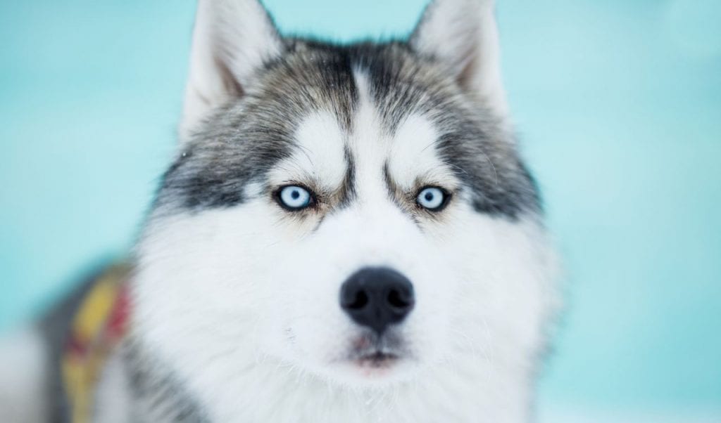 siberian husky strongest dog breeds