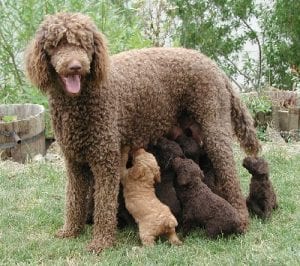 French Standard Poodles