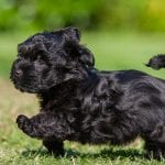 black havanese dog