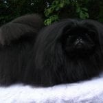 Black Pekingese Puppy