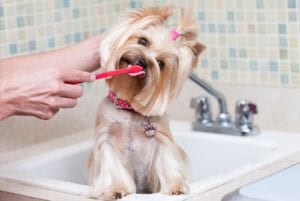 Brush a Dog's Teeth