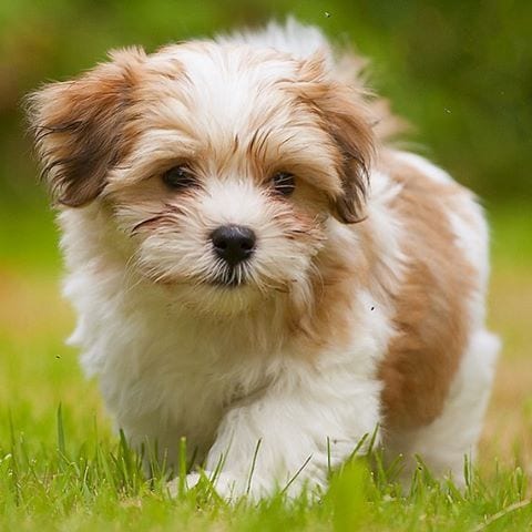 the healthiest small dog breeds