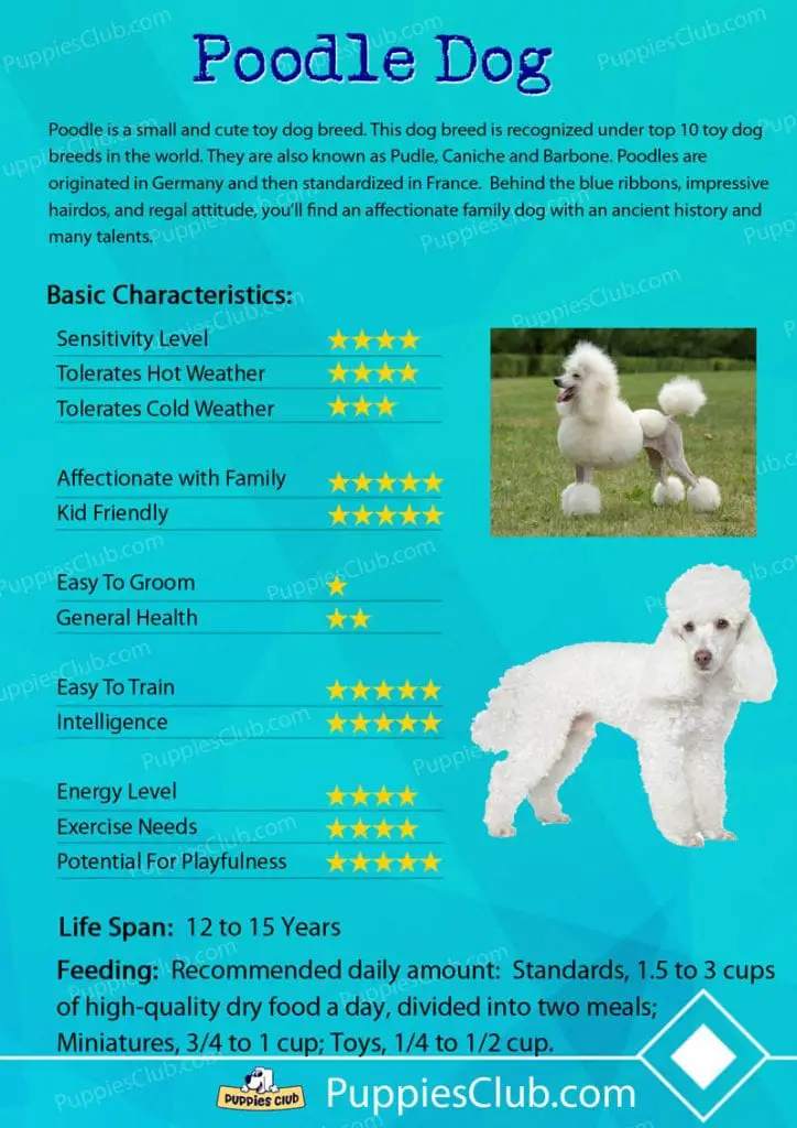 poodle dog breed characteristics