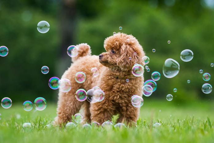 poodle-smartest-dog-breeds