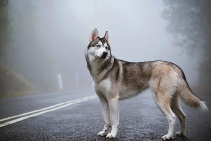 Siberian Husky Strongest Dog Breeds