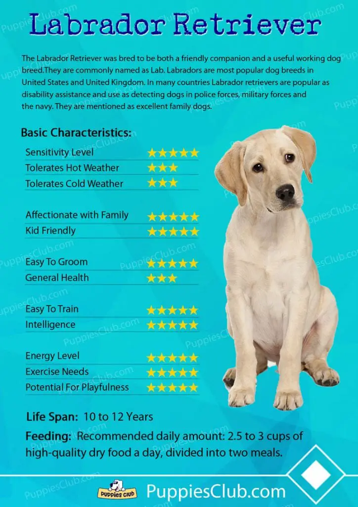 Labrador retriver dog breed characteristics