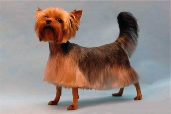 Yorkie Haircut Pictures