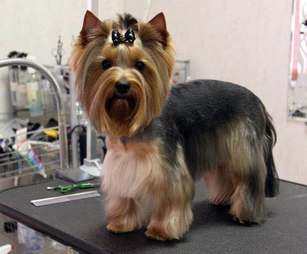 Yorkie Haircut Pictures