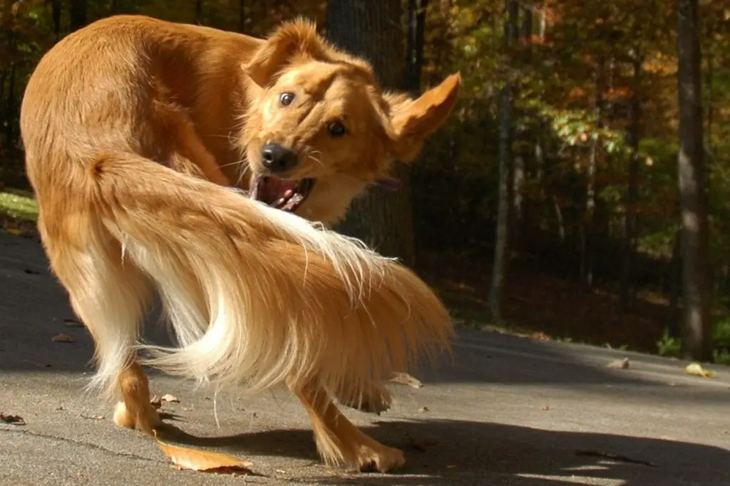 dog-chase-tail
