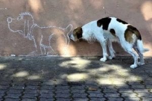 dog sniffing dogs butt