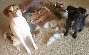 dog thrashing toys