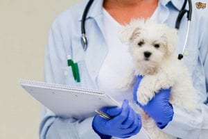 puppy health care