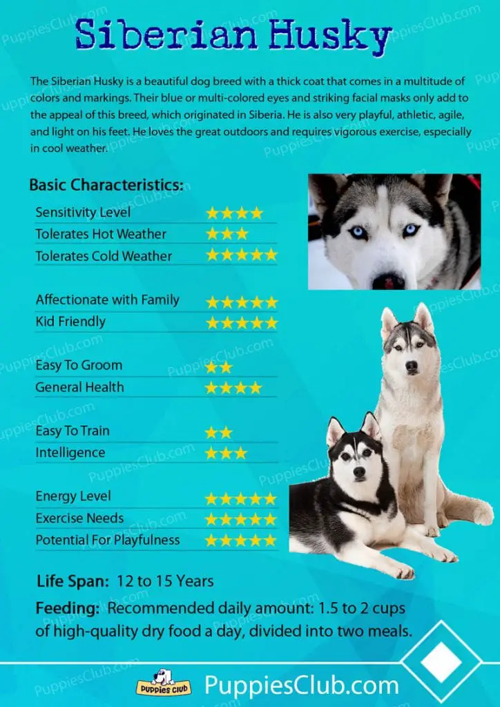 siberian husky dog breed characteristics