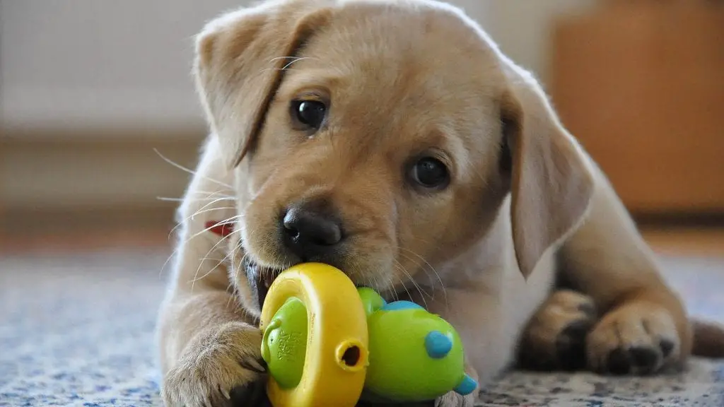 Labrador Retriever puppy