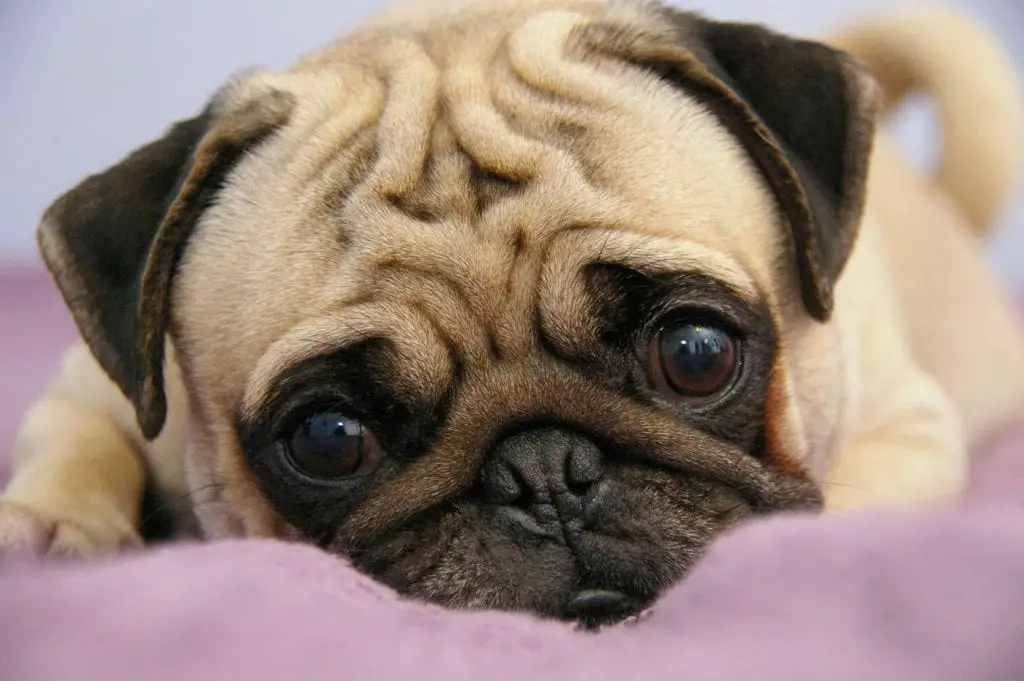 cute pug eyes