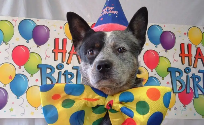 celebrate-your-dog's-birthday