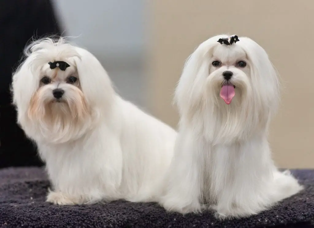 maltese dog benefits cute haircut