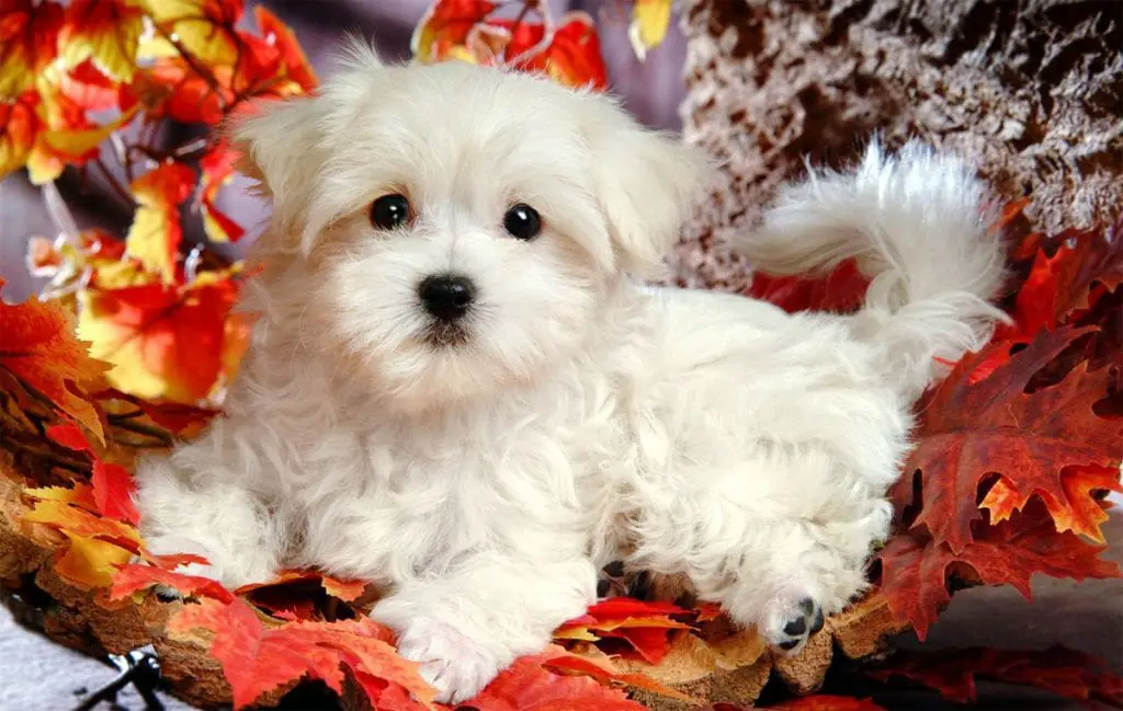 maltese dog pictures