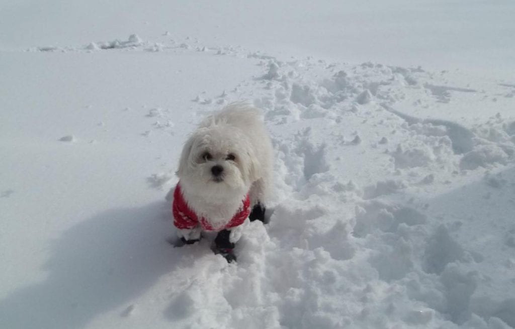 matese dog snow
