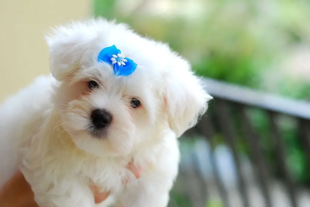 maltese puppy blue bow