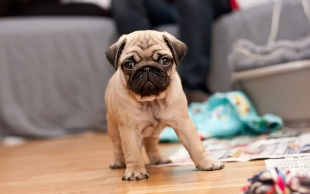 cute pug puppy