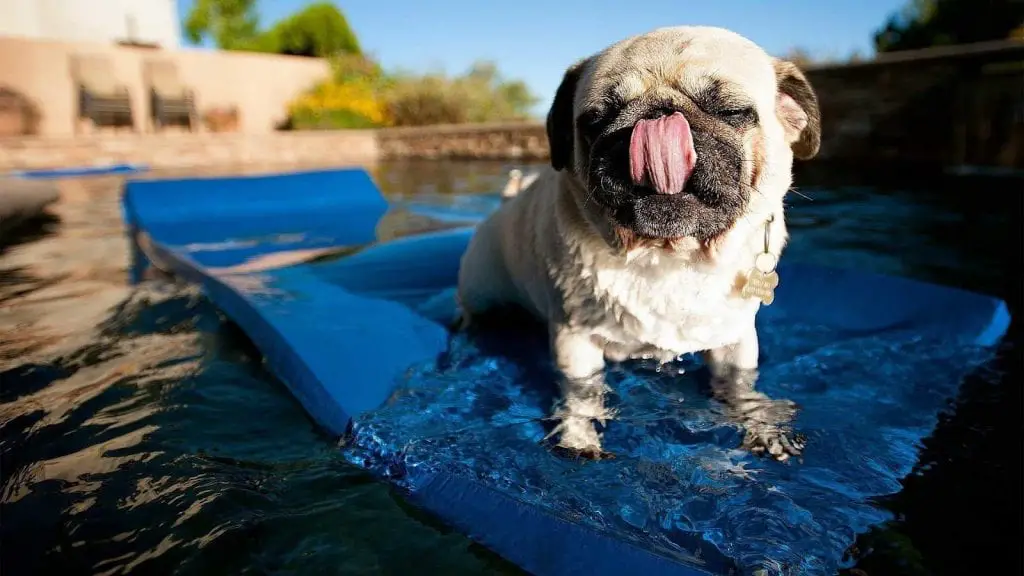 pug puppy bathing